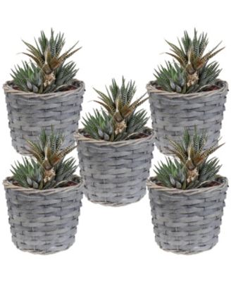 5-Piece Wicker Planter Basket Set - Indoor Use Only - Plastic Lined Flower Pots - Gray Poplar Construction with Steel Wire Frame - 6.75-Inch Diameter