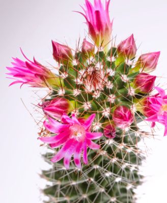 Moisture Shampoo, 10.1 oz.