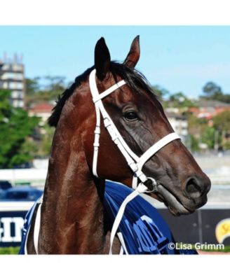 Breyer Traditional 1:9 Scale Model Horse | Winx Australian Racehorse