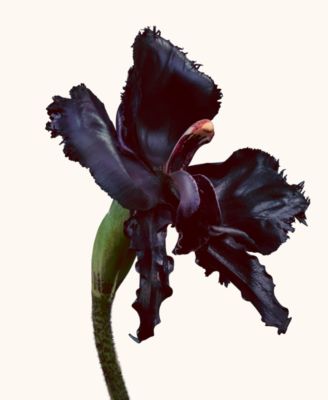 Black Orchid Reserve Spray, 3.4 oz.
