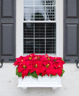 Puleo 24" Pre-Lit Artificial Red Poinsettia Window Box D&eacute;cor