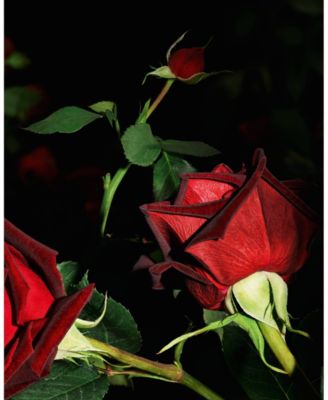 Velours Flamboyant Rose Parfum, 4.2 oz.