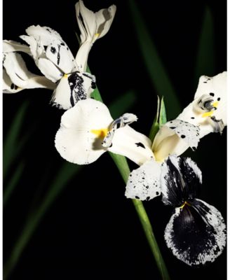 Muse Le Vestiaire Eau De Parfum, 4.2 oz.