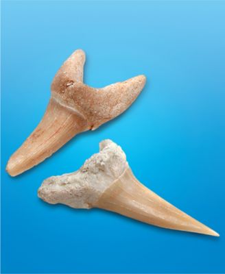 Shark Teeth Unearthed Excavation Kit 2-Pack