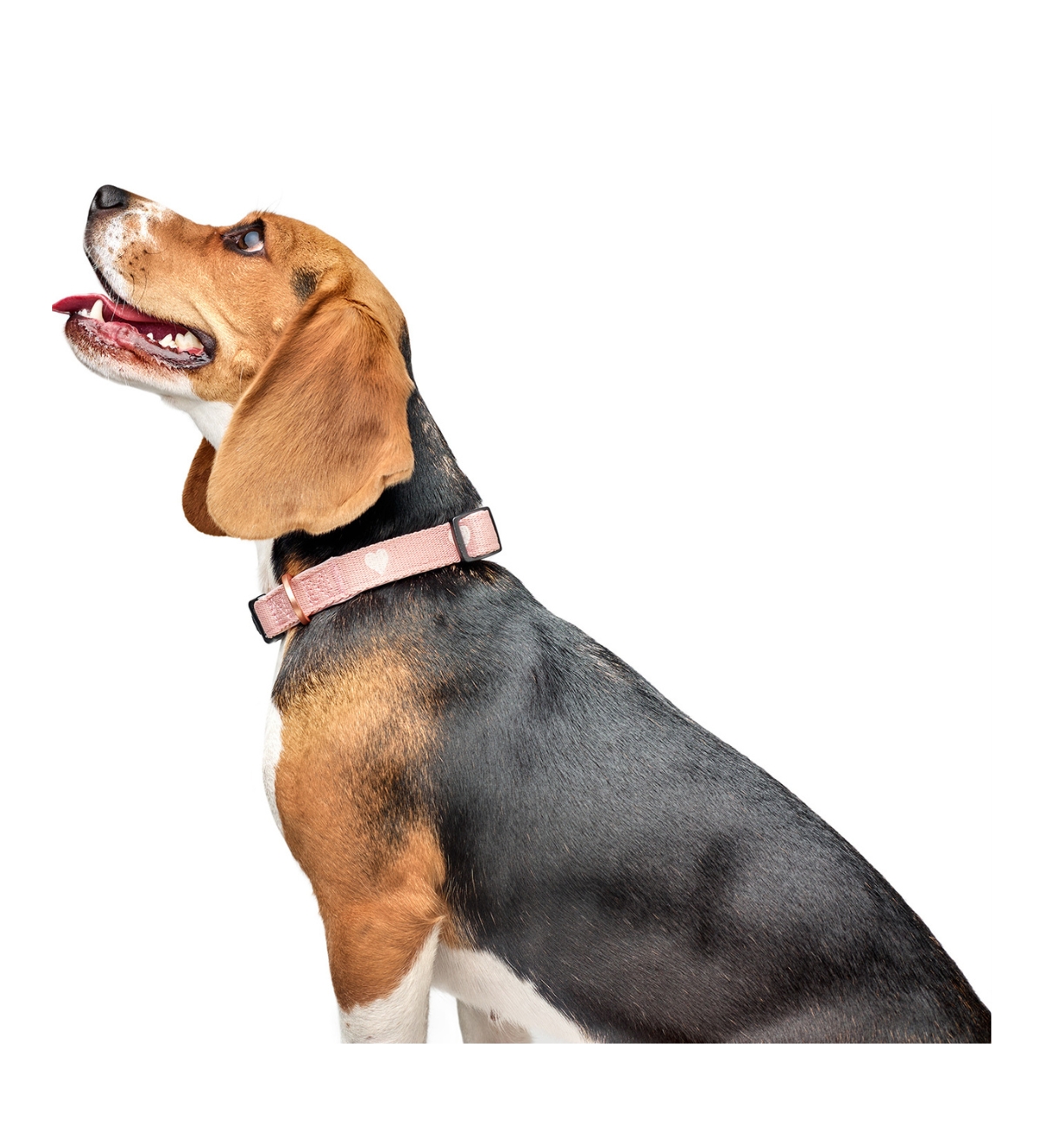 The Dogistry x Fi Sweetheart Collar