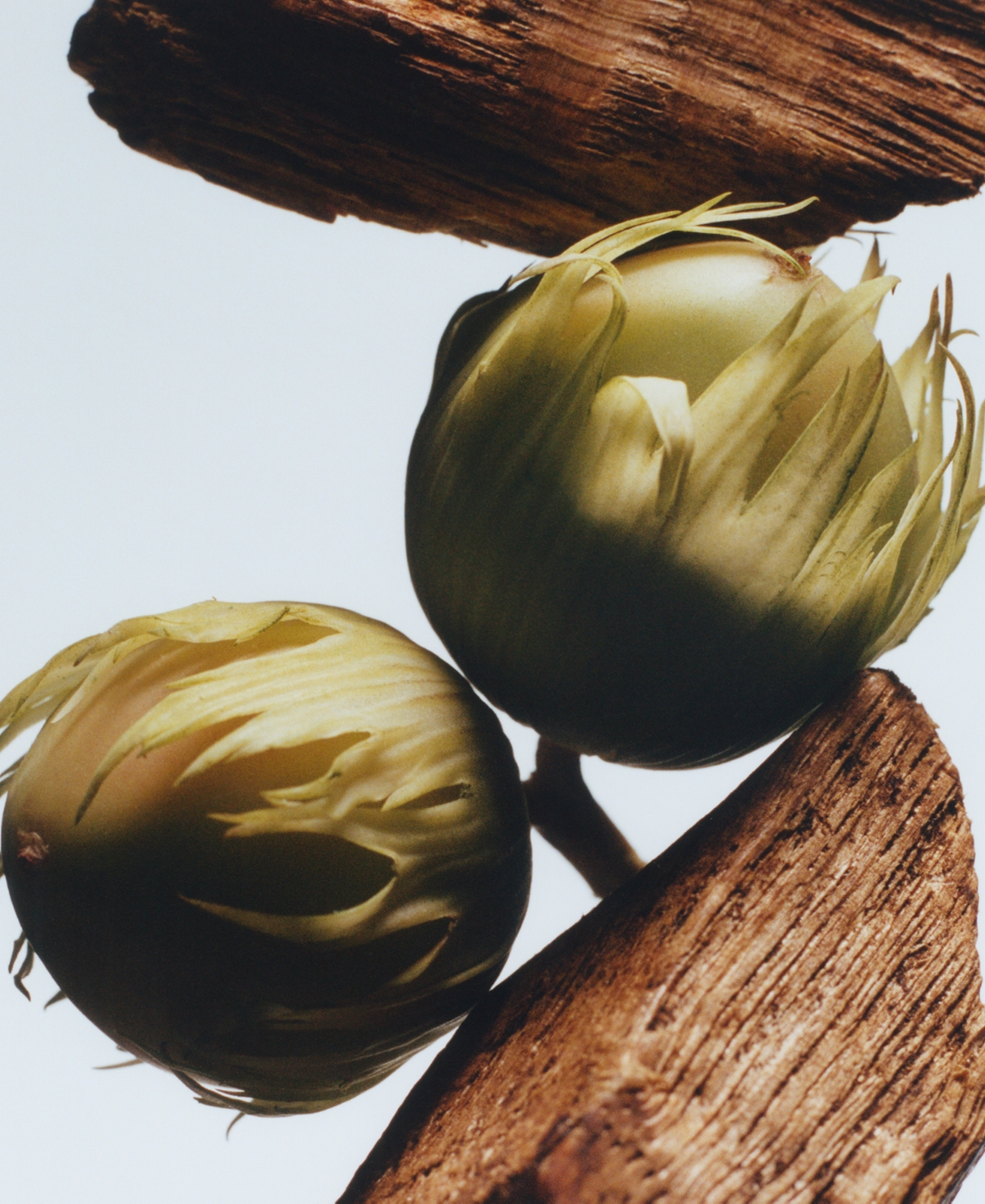 Jo Malone London English Oak and Hazelnut Cologne, 1.7 oz.