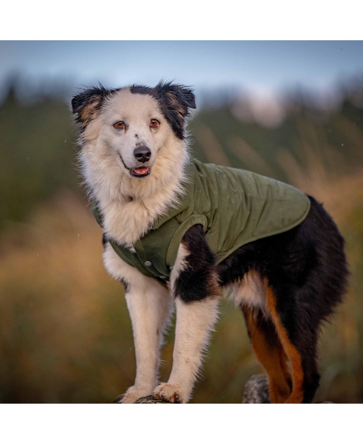 Blueberry Pet Windproof Waterproof Quilted Dog Puffer Jacket with Dual Zipped Leash Opening