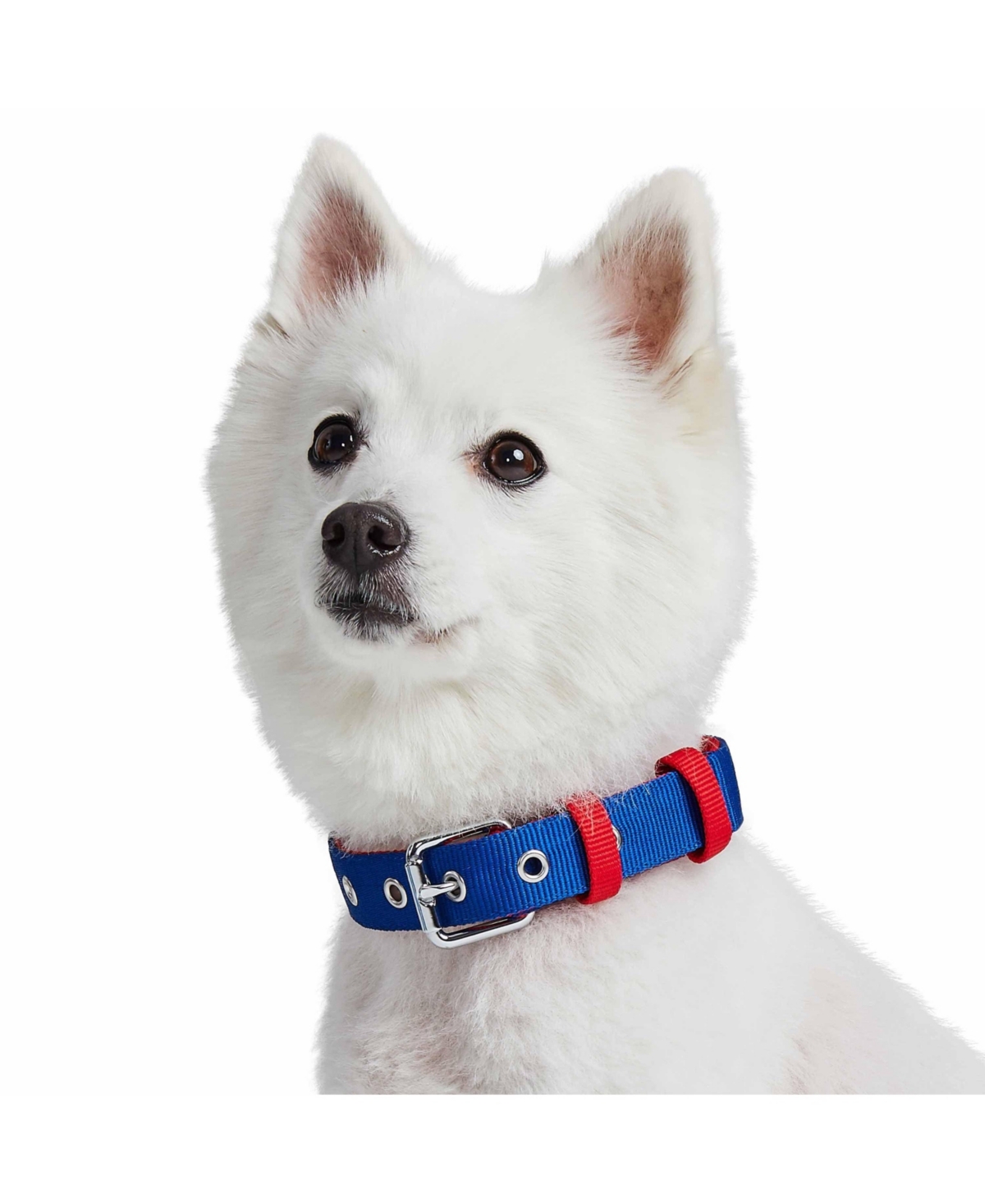 Blueberry Pet Color-Block with Metal Buckle Dog Collar Sky Blue and Dark Green Neck 13"-16.5" Medium