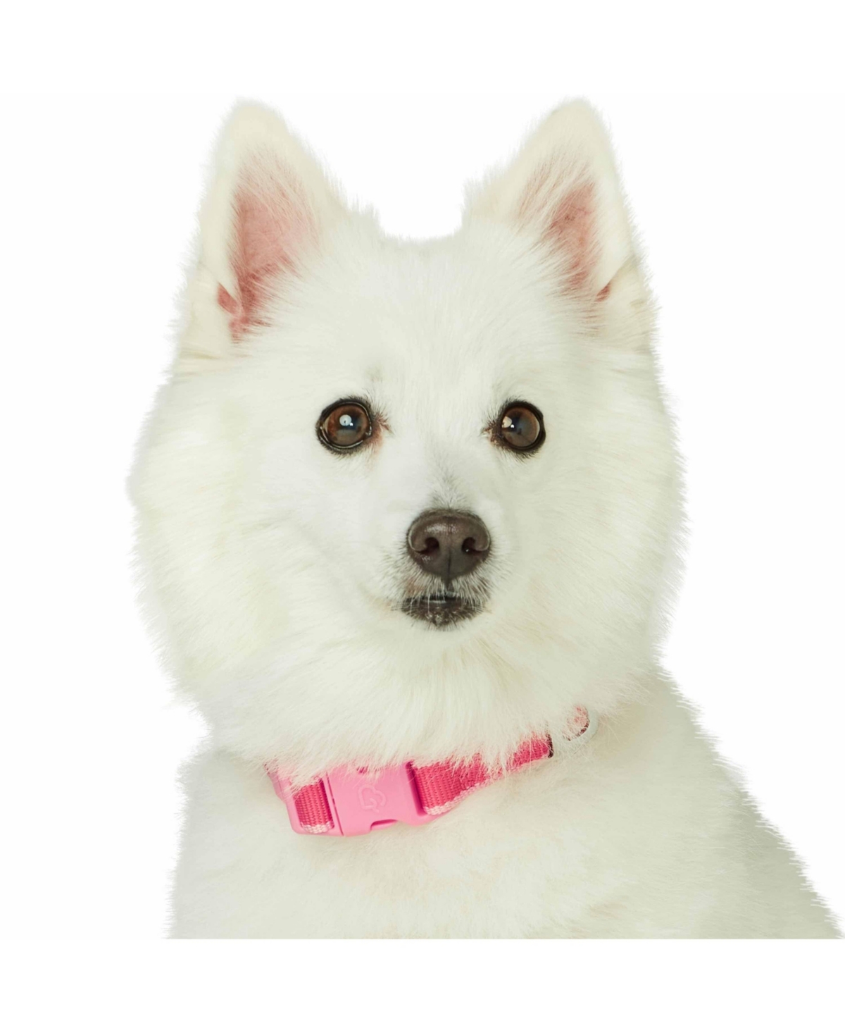 Dogs & Cats Co. Two-Tone Contrast Trimmed Dog Collar with Safety Aluminum D-Ring