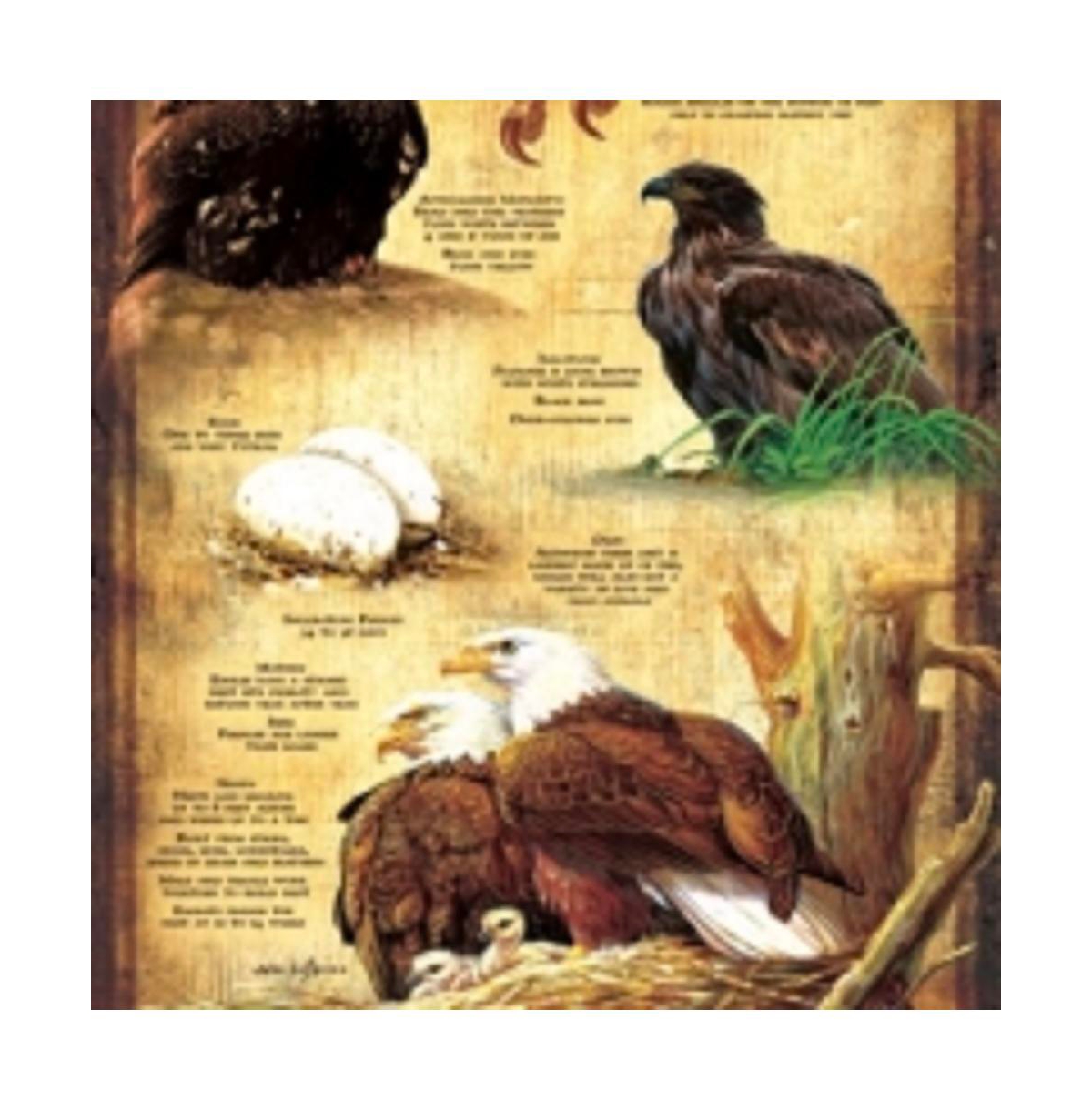 SunsOut Life Cycle of the Bald Eagle 500 piece Jigsaw Puzzle for Adults