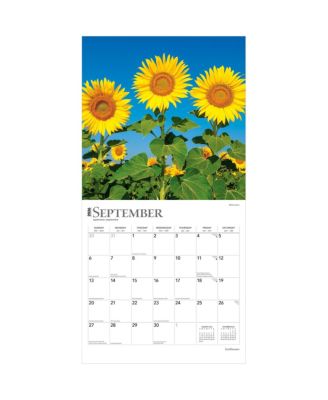Sunflowers | 2026 12 x 24 Inch (Hanging) Monthly Square Wall Calendar | Plastic-Free