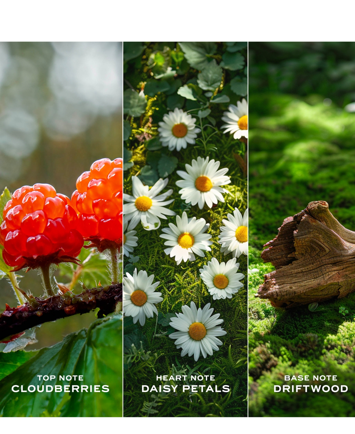 Marc Jacobs 3-Pc. Daisy Love Eau De Toilette Gift Set