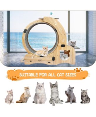 Upgraded Cat Wheel Exerciser with Silent Wheel in Natural Wood