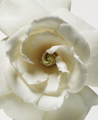 3-Pc. Deluxe Cashmere Mist Eau De Parfum Set