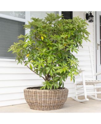 Round Belly Planter with Black Plastic Insert