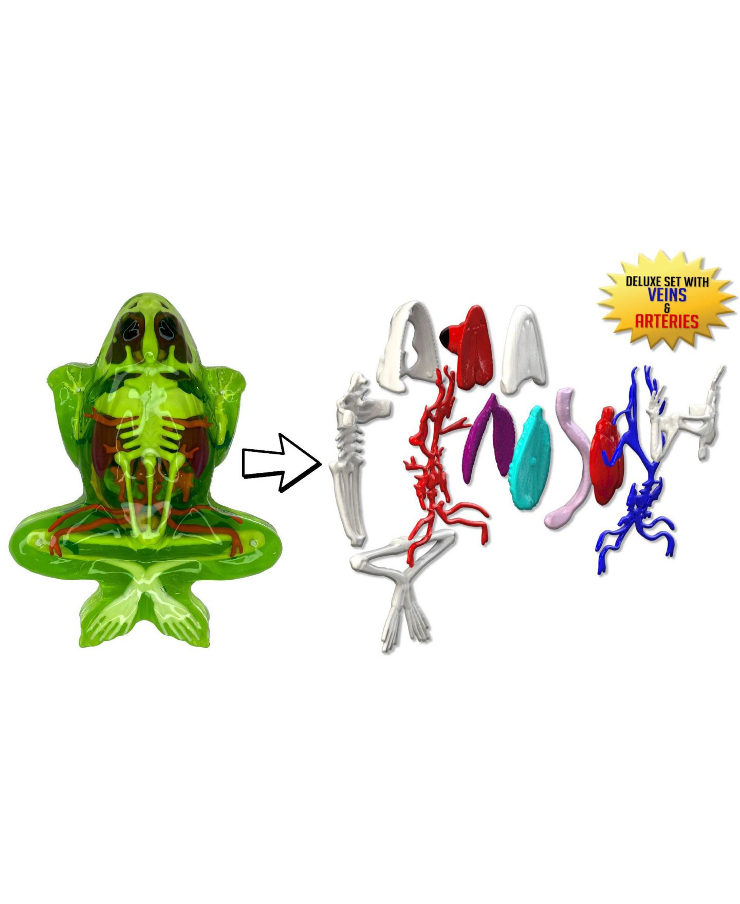 Детские игрушки Dissect-It Deluxe Super Frog Lab Realistic Dissection Science Kit, Ages 6+ — фото 4