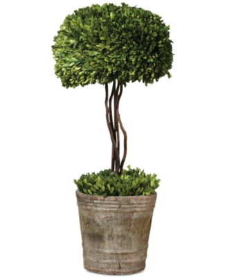 Preserved Boxwood Tree Topiary