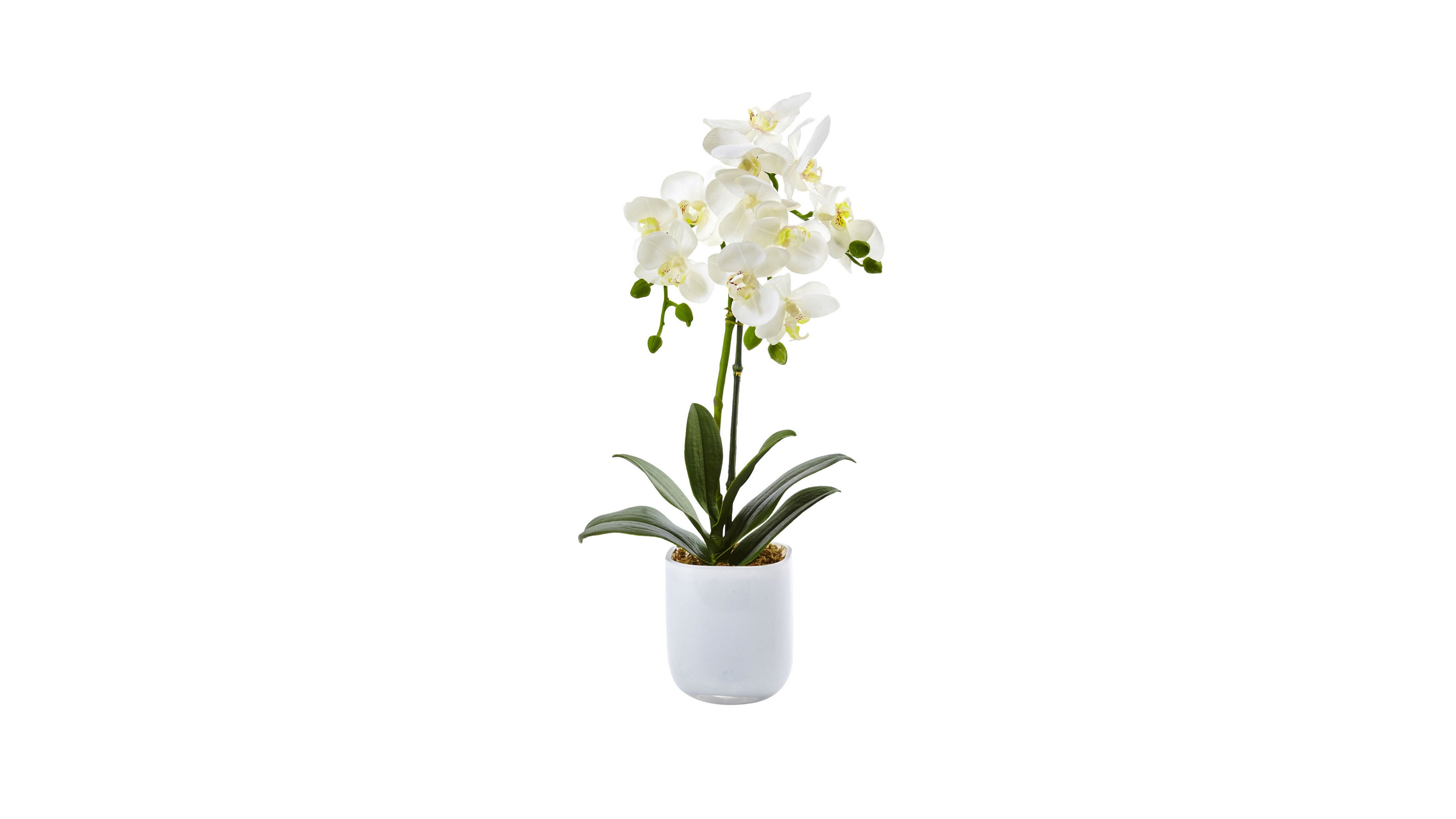 Nearly Natural Phalaenopsis Orchid in Frosted Glass