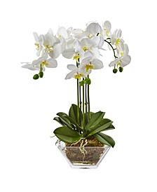 Triple Phalaenopsis Orchid in Glass Vase