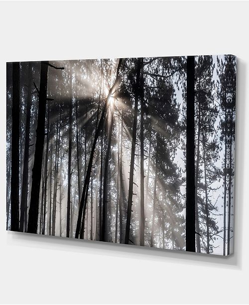 Design Art Designart Sunbeams Through Black White Forest Forest