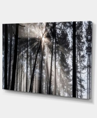 Design Art Designart Sunbeams Through Black White Forest Forest Canvas ...