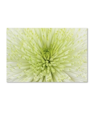 Trademark Global Cora Niele 'lime Light Spider Mum' Canvas Art In Multi