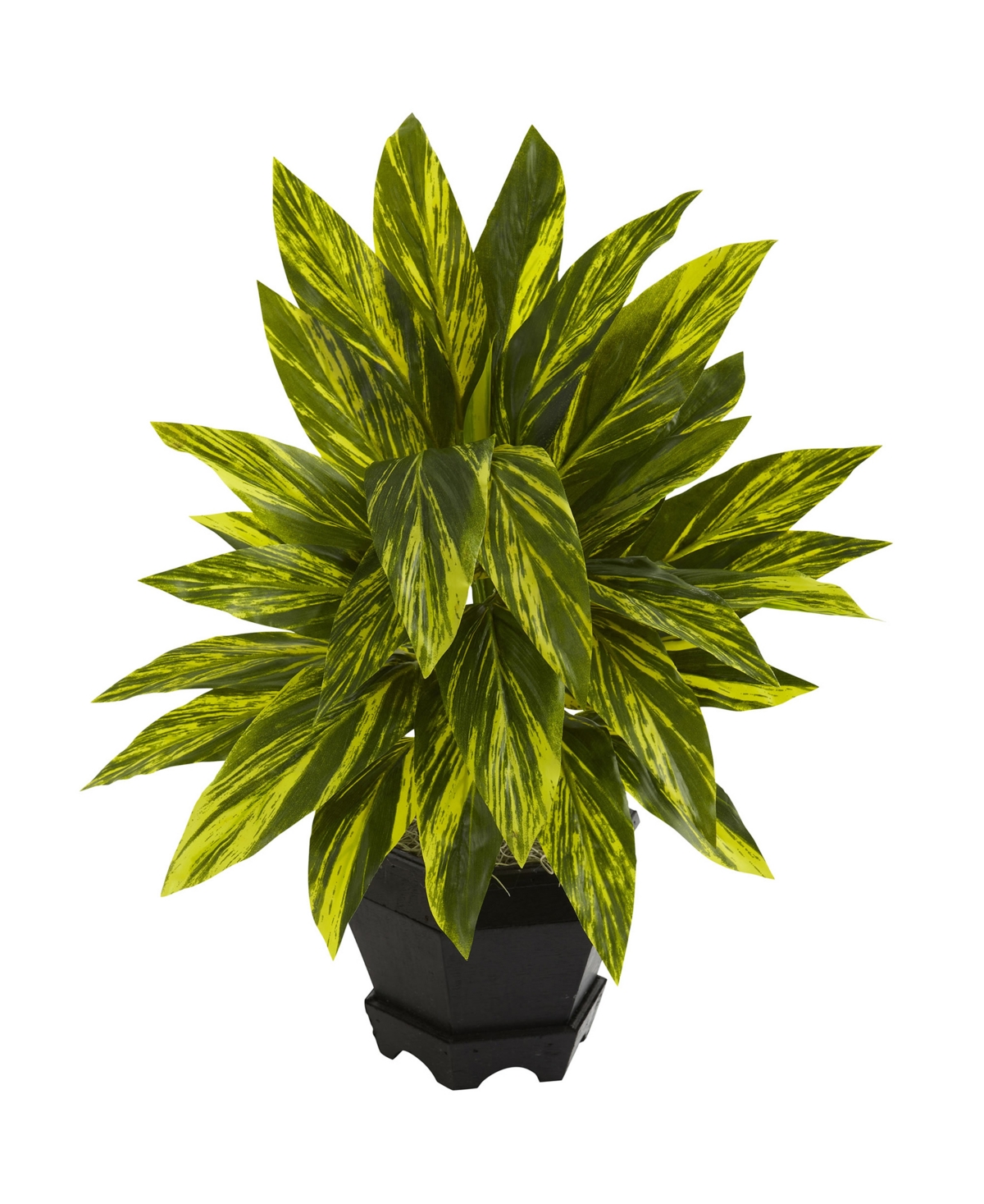 Ginger Plant w/ Black Planter - Green