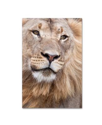 Robert Harding Picture Library 'Lion' Canvas Art - 32