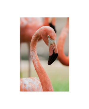 Trademark Global Robert Michaud 'caribbean Flamingo' Canvas Art In Multi
