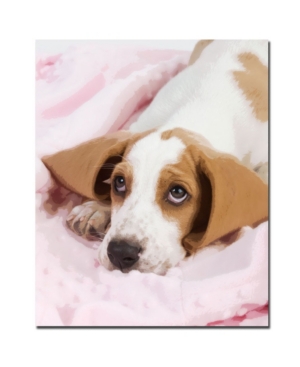 Gifty Idea Greeting Cards and Such! 'Basset Pup in a Blanket' - 32" x 26"