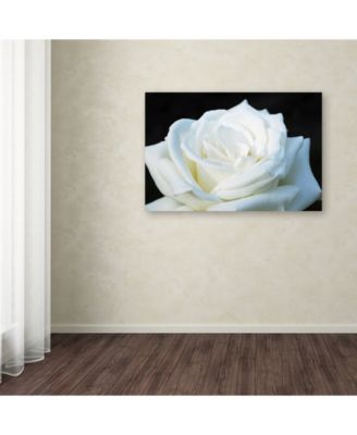 Kurt Shaffer 'White Rose II' Canvas Art - 24" x 16"