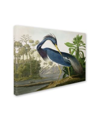 John James Audubon 'Louisiana Heron' Canvas Art - 24" x 18"