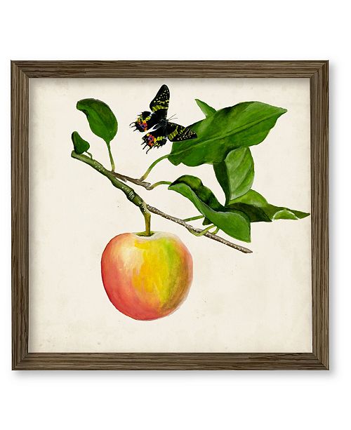 Courtside Market Fruit With Butterflies Iv 18 X 18 Framed Canvas