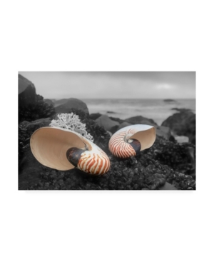 Trademark Global Alan Blaustein Crescent Beach Shells 2 Canvas Art In Multi