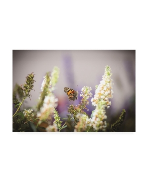 Kurt Shaffer Butterfly in My Garden Canvas Art - 20