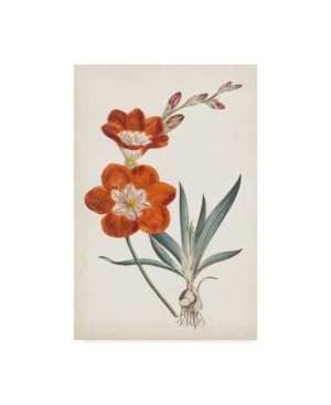 Curtis Curtis Garden Beauties V Canvas Art - 20