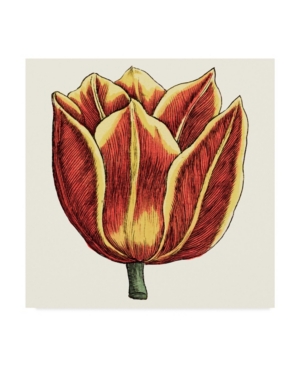 Vision Studio Tulip Garden Iv Canvas Art - 15