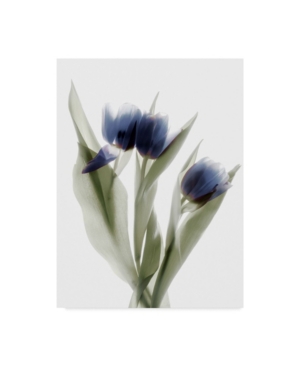 Shop Trademark Global Judy Stalus Xray Tulip Ix Canvas Art In Multi