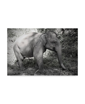 American School Thai Baby Elephant Black and White Canvas Art - 20