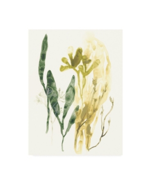 Trademark Global June Erica Vess Kelp Collection Vi Canvas Art In Multi