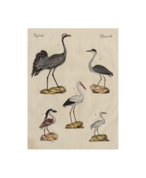 Trademark Global Friedrich Strack Heron Classification I Canvas Art In Multi