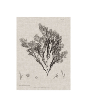 Trademark Global Henry Bradbury Charcoal And Linen Seaweed V Canvas Art In Multi