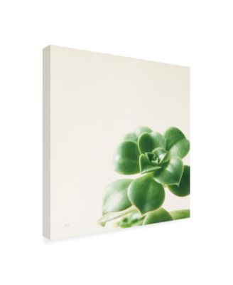 Trademark Global Felicity Bradley Succulent Simplicity VIII Neutral Canvas Art - 36.5" x 48"