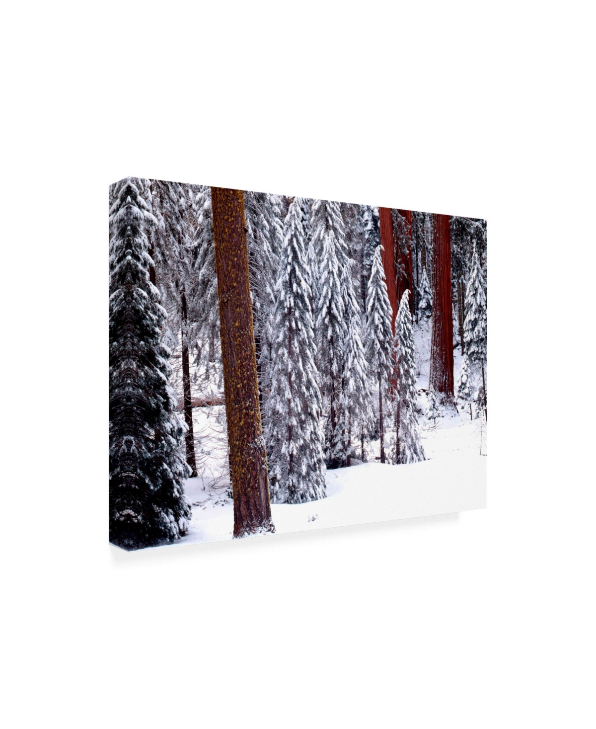Monte Nagler Pines in Winter California Canvas Art -