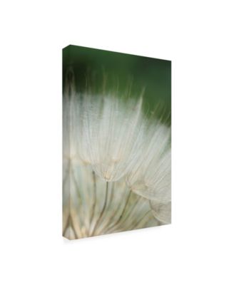 Trademark Global Renee W. Stramel Macro Dandelion I Canvas Art - 27" x 33.5"