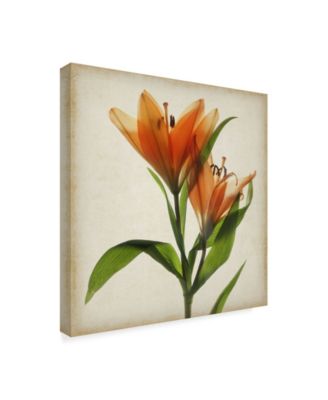 Judy Stalus Parchment Flowers X Canvas Art - 20" x 25"