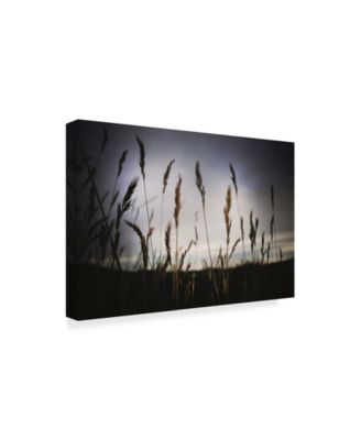 Trademark Global Christine Sainte-Laudy Grass at Dusk Canvas Art - 15" x 20"
