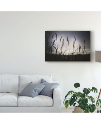 Trademark Global Christine Sainte-Laudy Grass at Dusk Canvas Art - 15" x 20"
