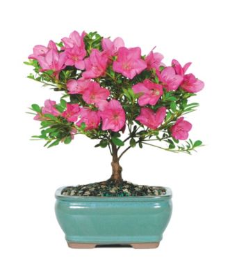 Brussel's Bonsai