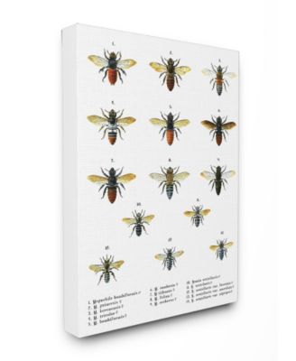 Bees Scientific Vintage-Inspired Illustration Canvas Wall Art, 24" x 30"